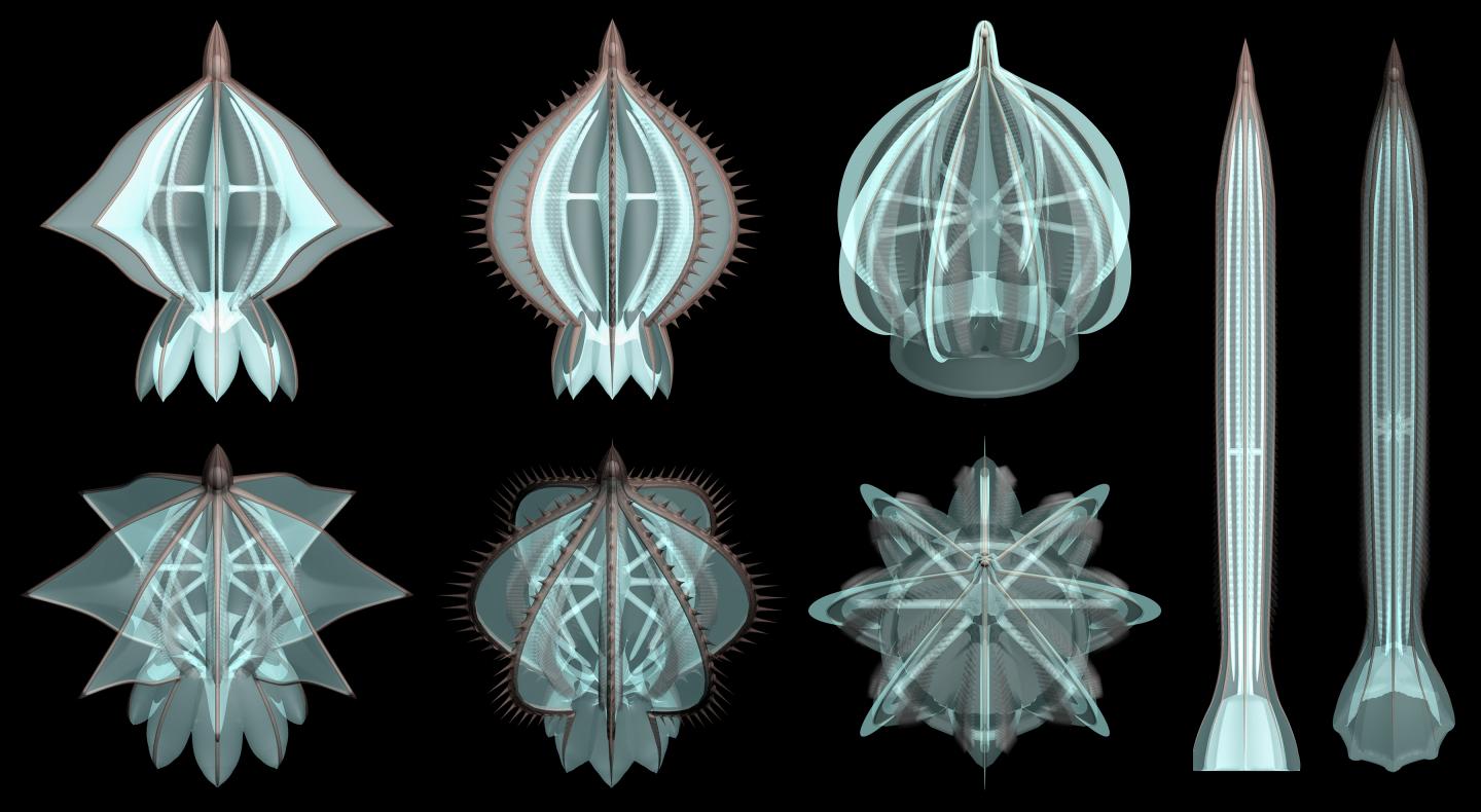 Vanished Skeletons in Ancient Comb Jellies