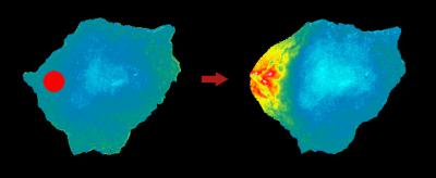 Photoactivatable Protein