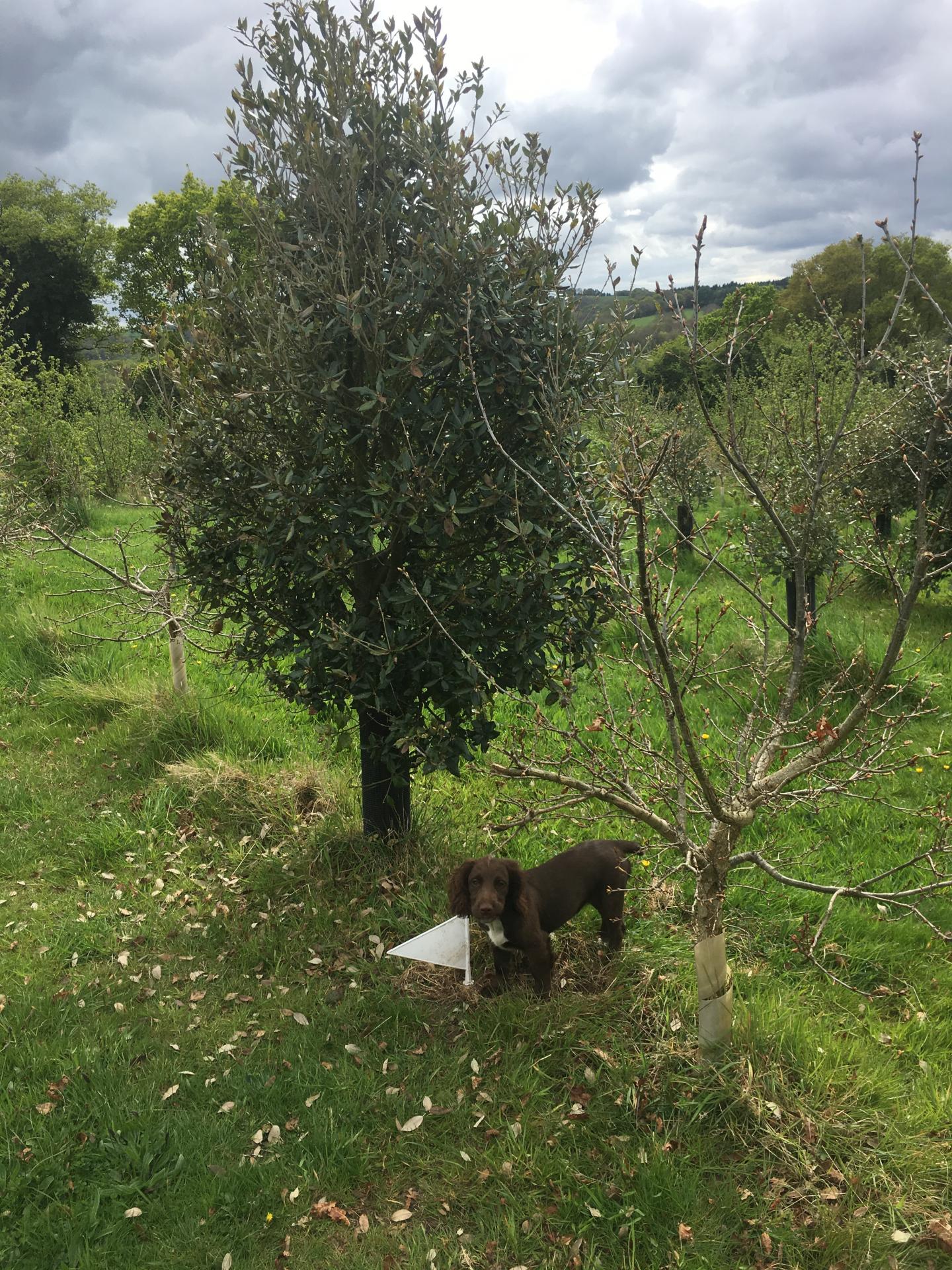 Bella and the Host Tree