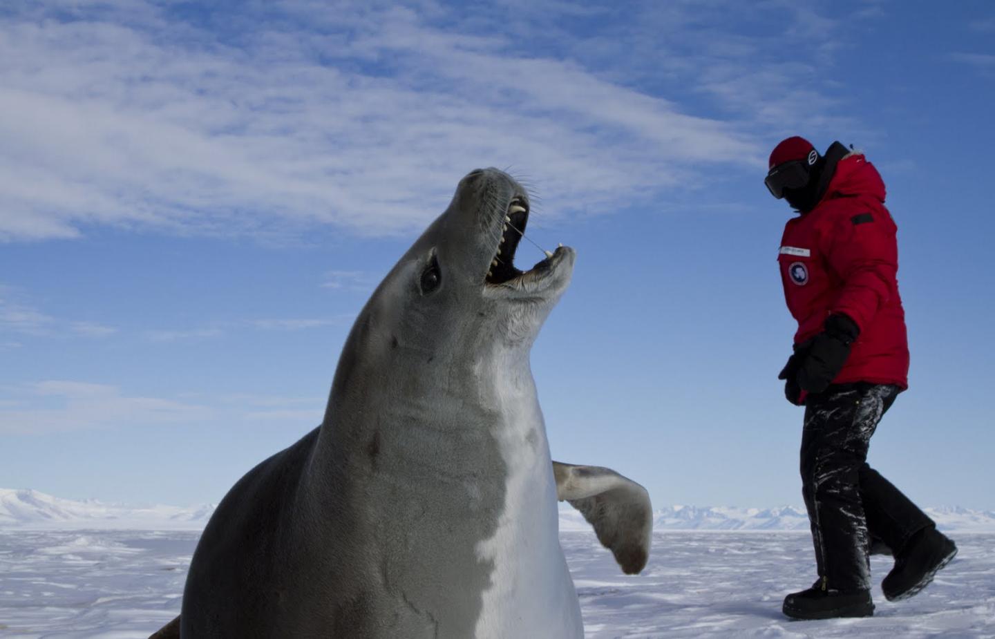 A Researcher near a Crabeater Seal in Antarctica