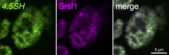 4.5 SH RNA is localized in nuclear speckles