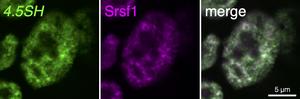 4.5 SH RNA is localized in nuclear speckles