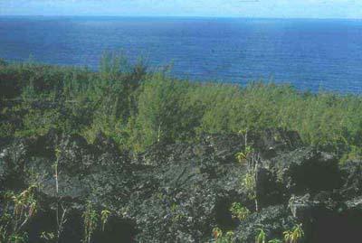 Casuarina on La Reunion Island