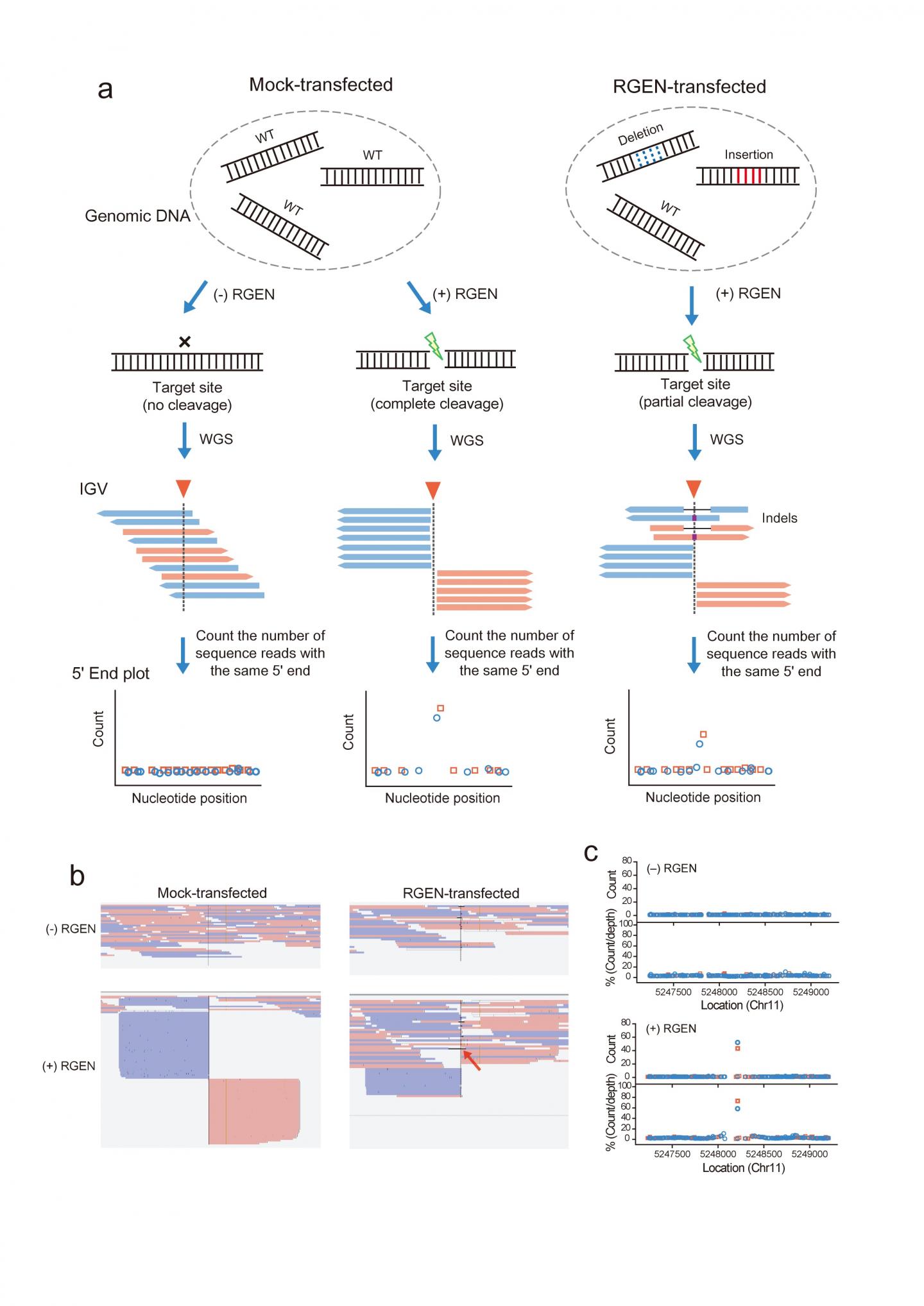 RGEN-induced 'Digenome' Sequencing