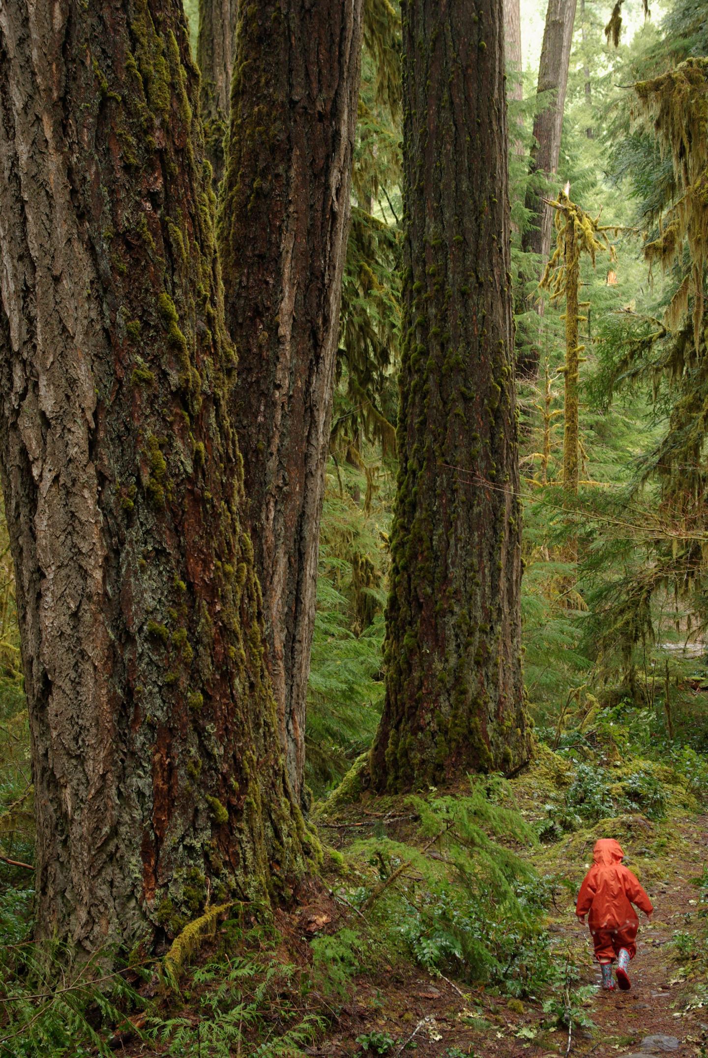 Old-Growth Forests With Complex Vegetation Layers Keep Local Climates Cool (6 of 6)