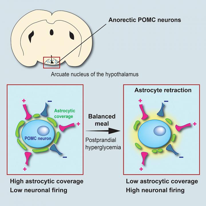 Remodelling of the Satiety Circuit of POMC Neurons after a Balanced Meal