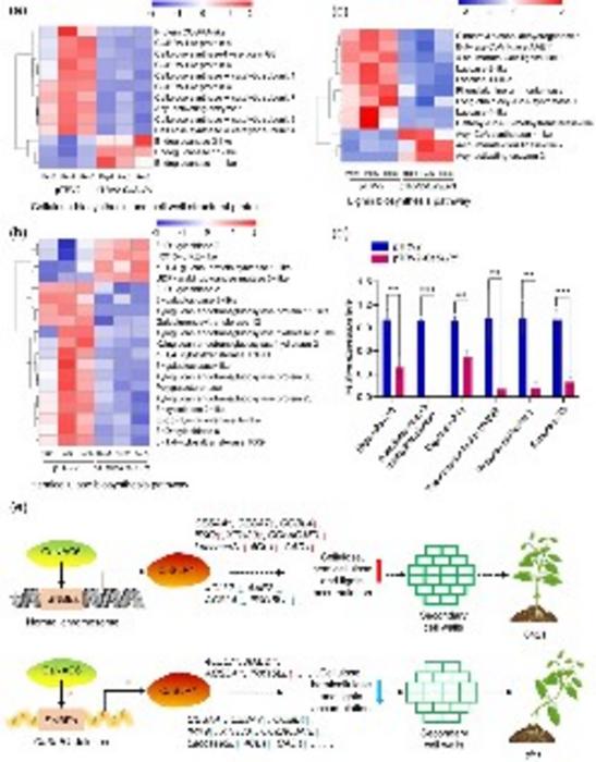 CaSLR1 regulates the expression of cellulose, hemicellulose, and lignin biosynthesis related genes in pepper stems.