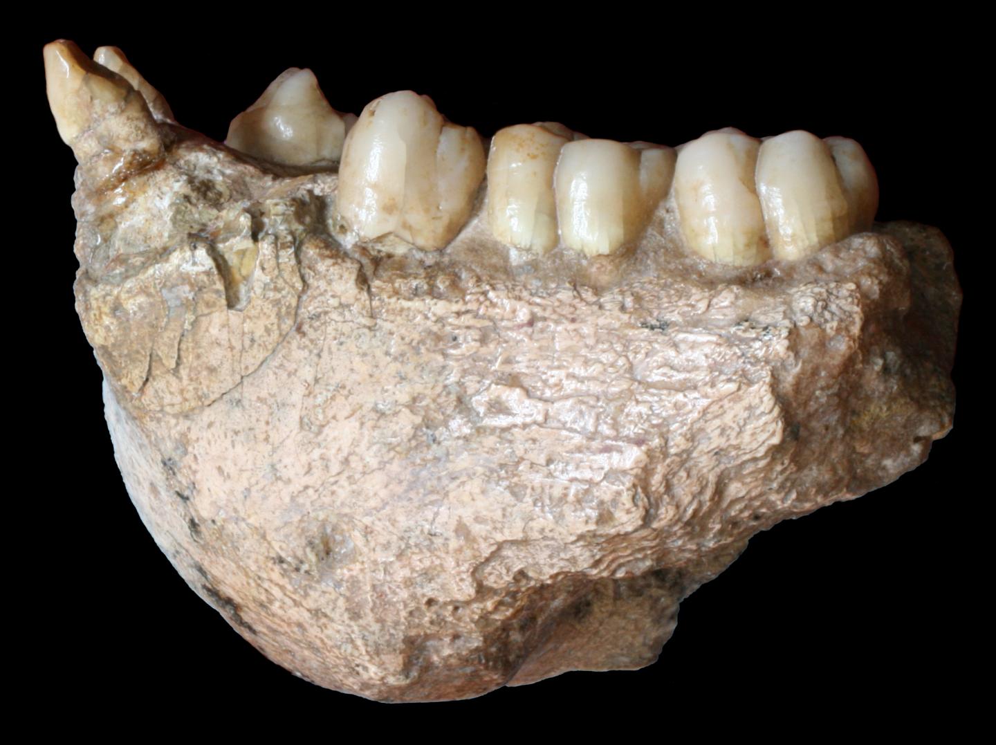 <em>Gigantopithecus</em> Mandible (1 of 2)