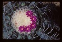 Cactus <em>Melocactus glaucescens</em>