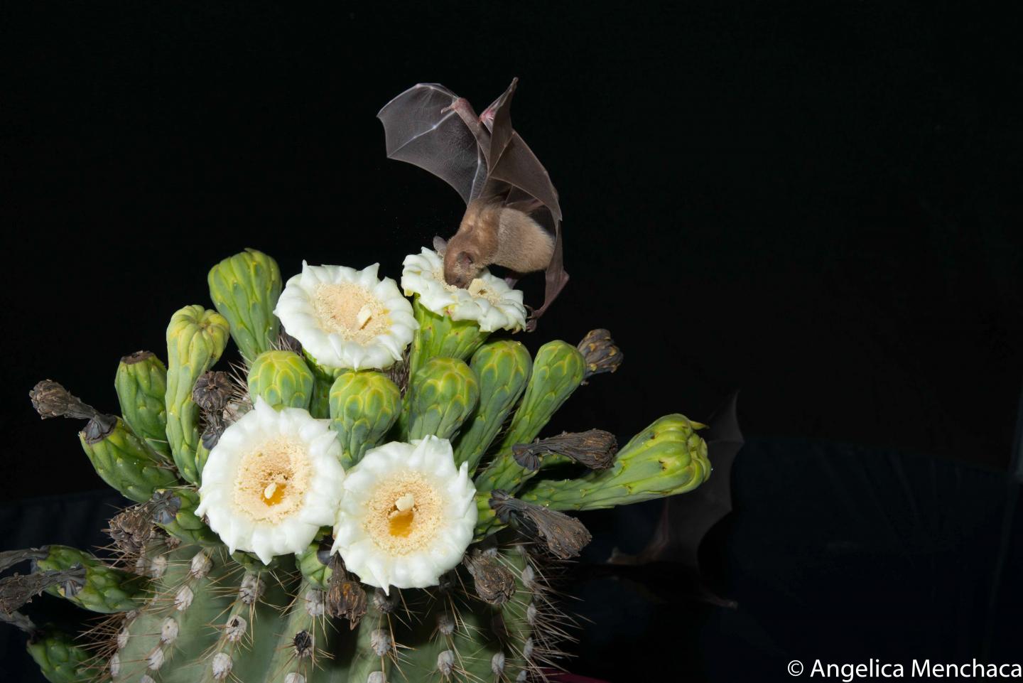 Tequila bat in the Sonoran Desert in Mexico
