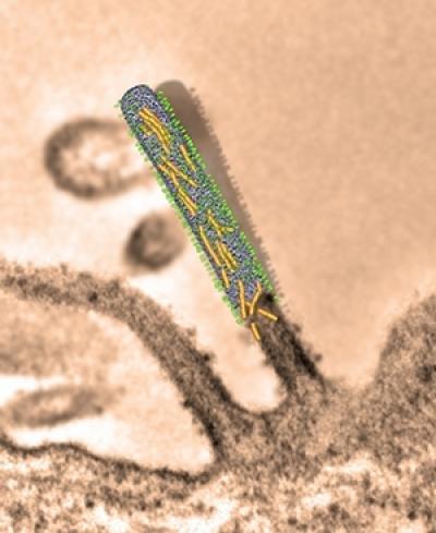 Rs Virus Emerging from a Cell