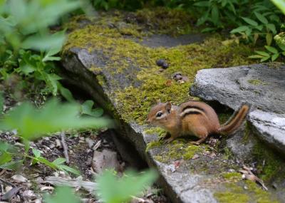 Chipmunk