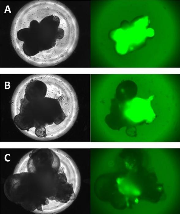 Bright-field and fluorescent images of organoids with varied expression of RAX