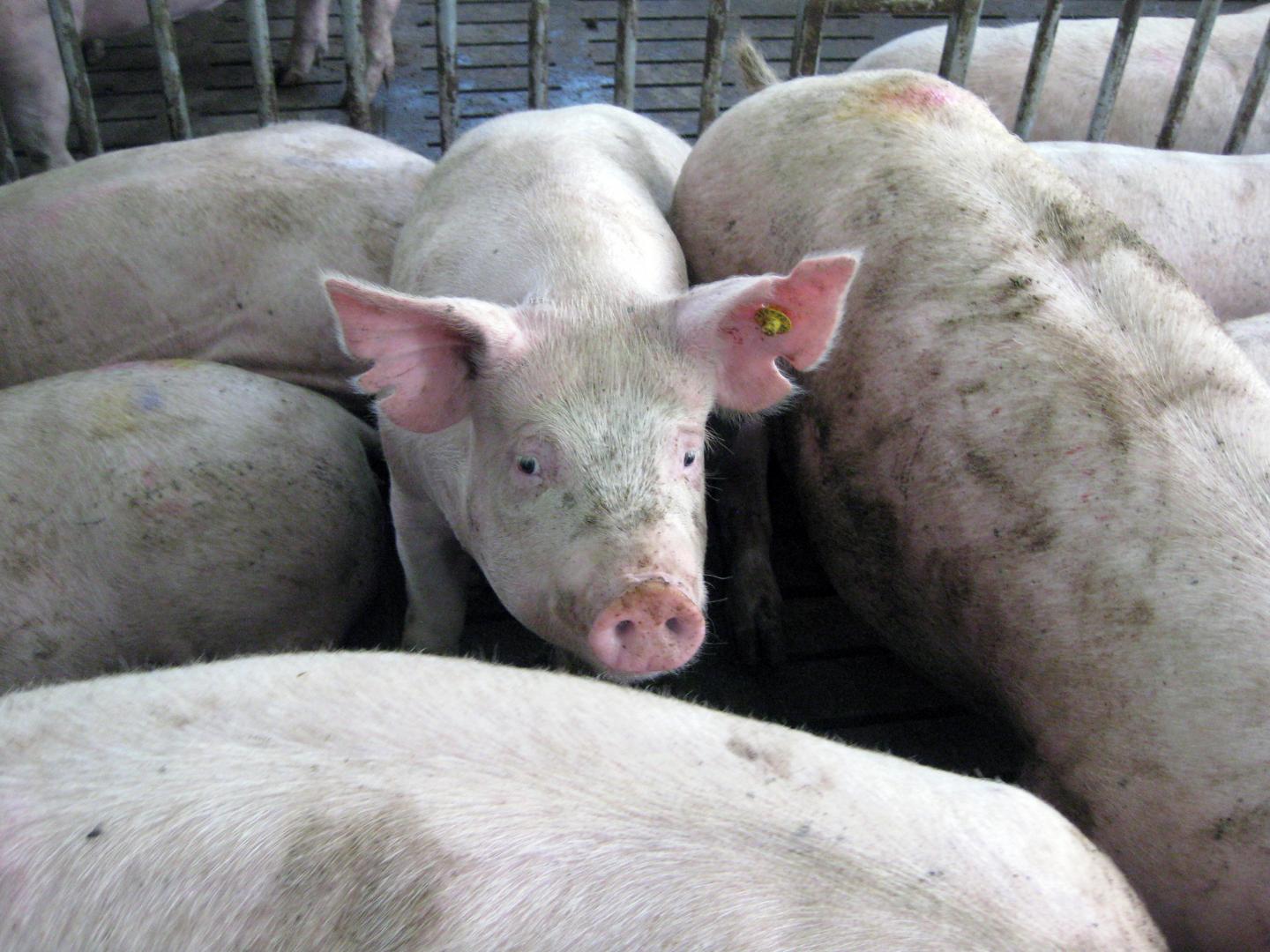 After Completing the Disinfection Activities