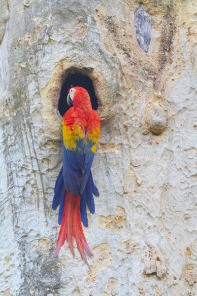 Scarlet Macaw at Nest