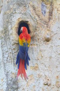 Scarlet Macaw at Nest
