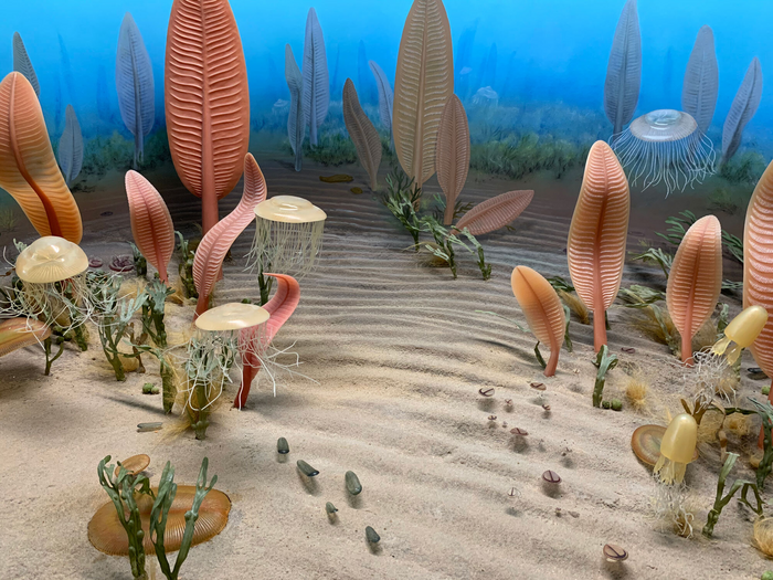 Ediacaran sea floor