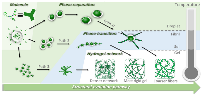 Schematic illustration of the three pathways of the structural evolution of droplets into pre-fibrils at different thermal histories and the resultant hydrogel network