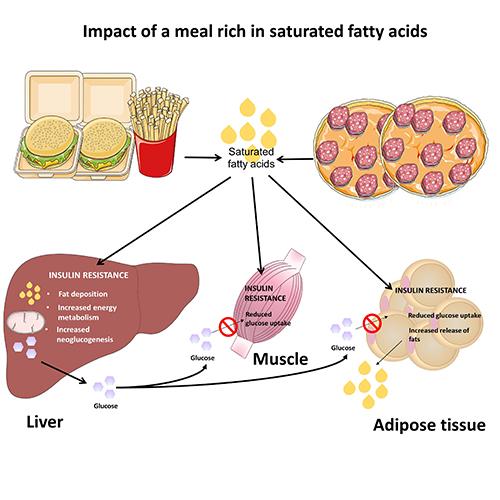 Impact of a Meal Rich in Saturated Fatty Acids