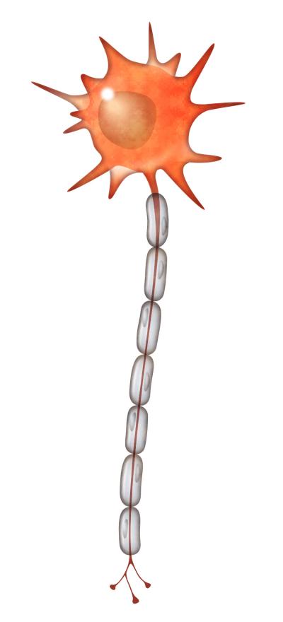 Decoding the Disease that Perplexes: Salk Scientists Discover New Target for MS