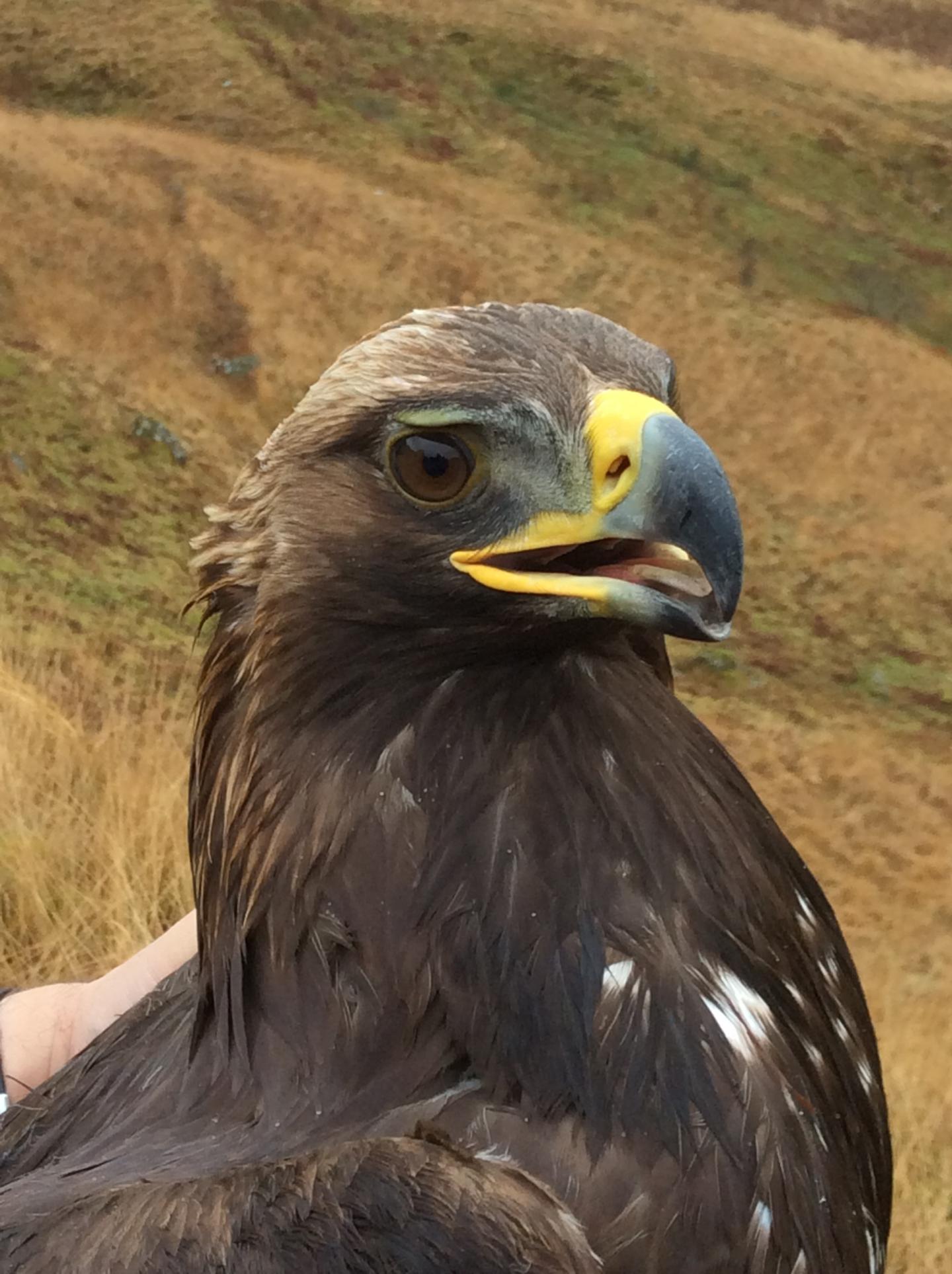 How do wind turbines impact Golden Eagles?