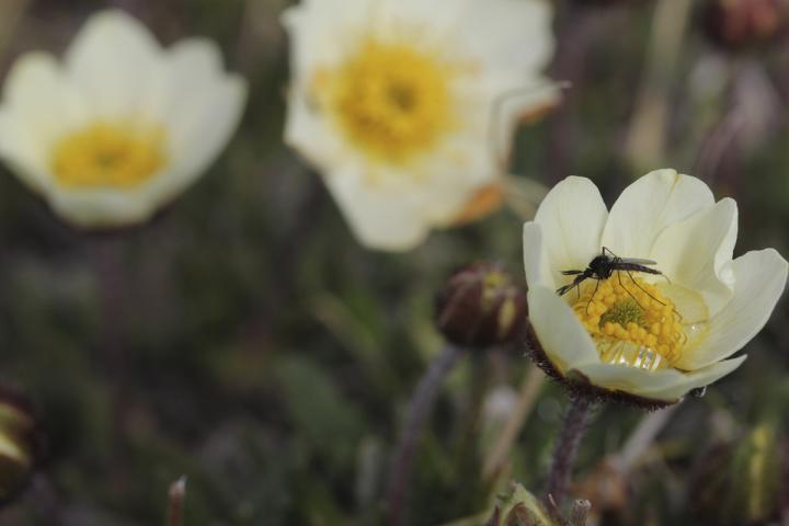 A Pollinator in the Arctic.