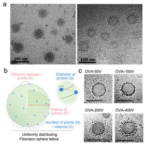 Morphological characterization and mathematical model simulation of VPNVax structure