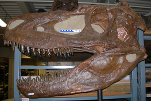 Daspletosaurus torosus skull (cast)
