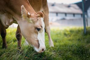 Leptospira bacteria can be found in cattle in Austria