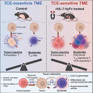 The rhIL-7-hyFc protein, which has the potential to enhance the effectiveness of bispecific antibodies by improving the immune environment within solid tumors