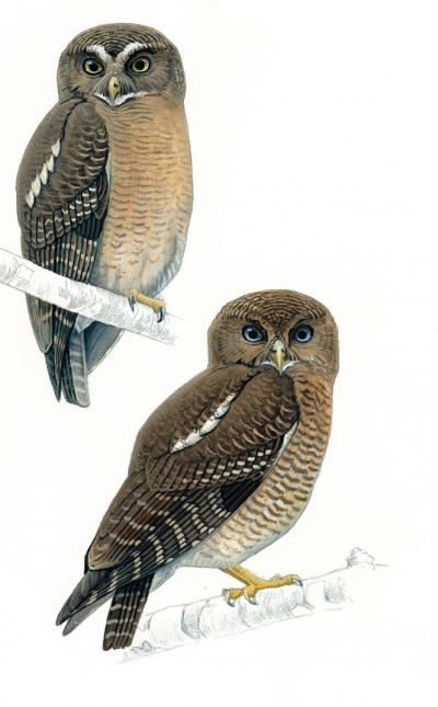 New Owls Discovered