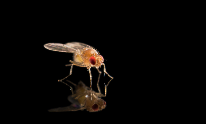 Fruit flies and selfish genetic elements