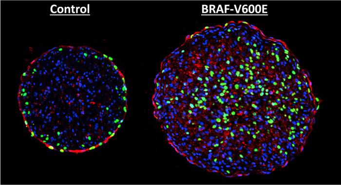 Cancer Mutation Helping Heart Heal