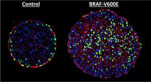 Cancer Mutation Helping Heart Heal