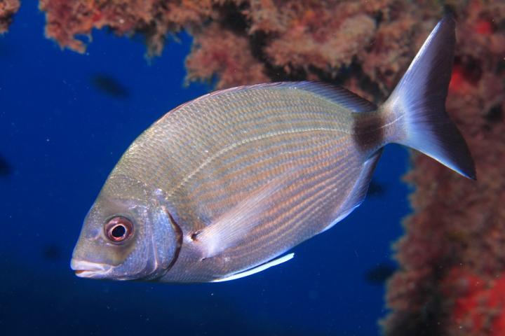 White Seabream (<i>Diplodus sargus</i>)