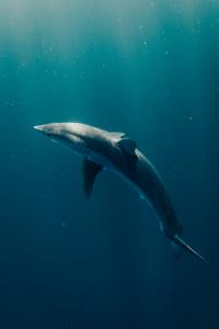 Atlantic shortfin mako shark