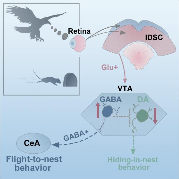 VTAGABA+ Neurons that Mediates Visually Evoked Innate Defensive Responses