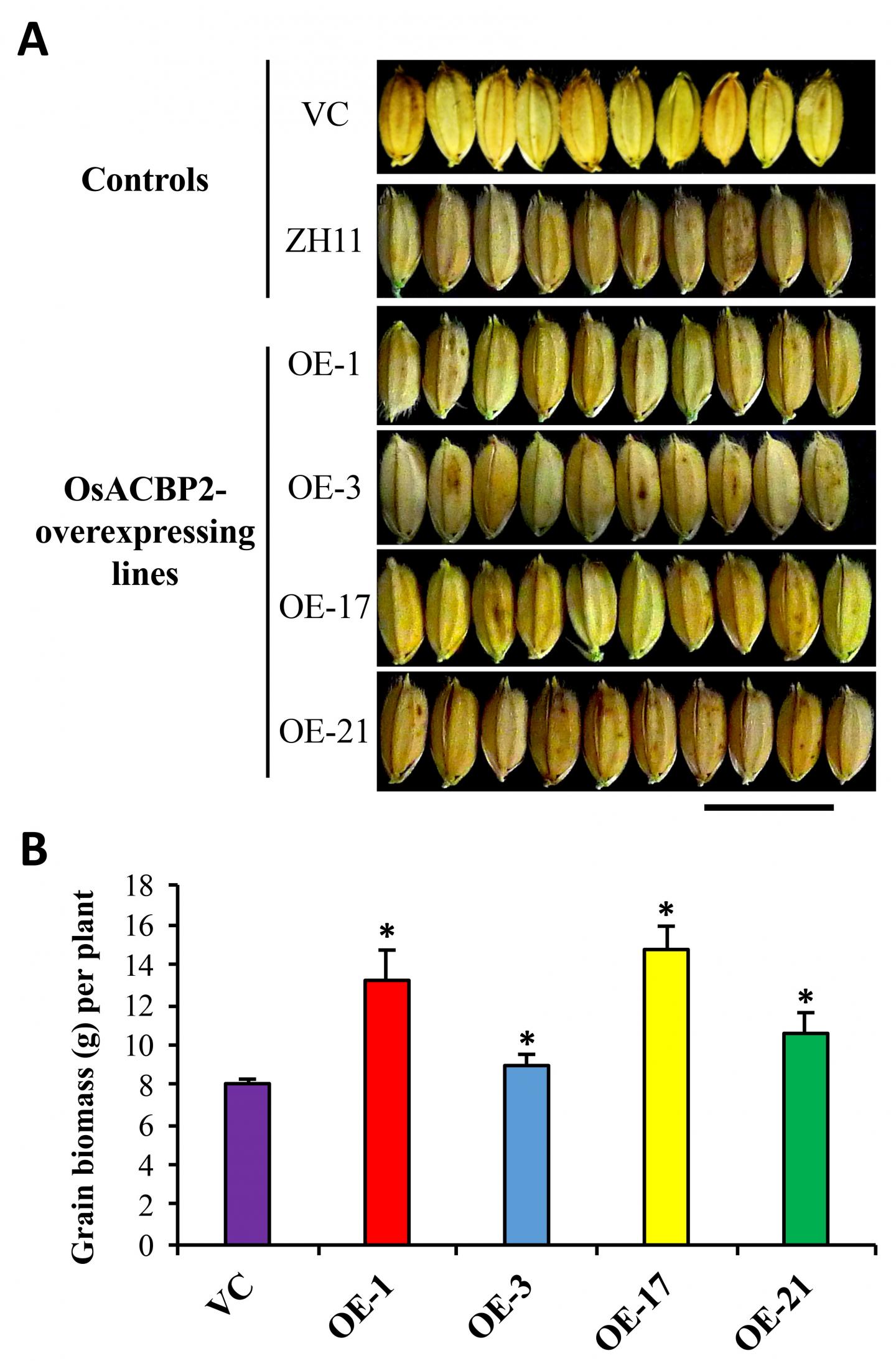 Protein Enhance Grain Size