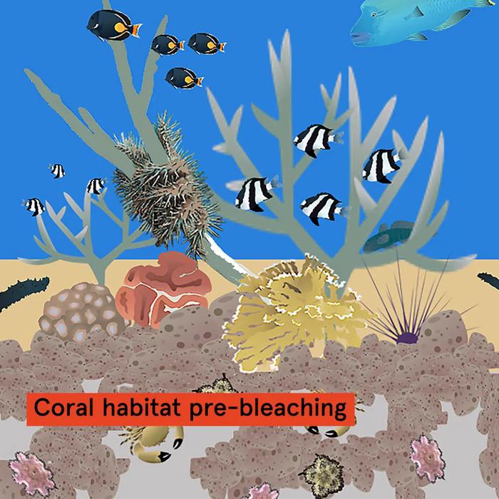 Coral cycle of life with crown-of-thorns starfish