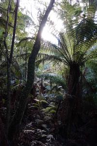 Australian rainforest