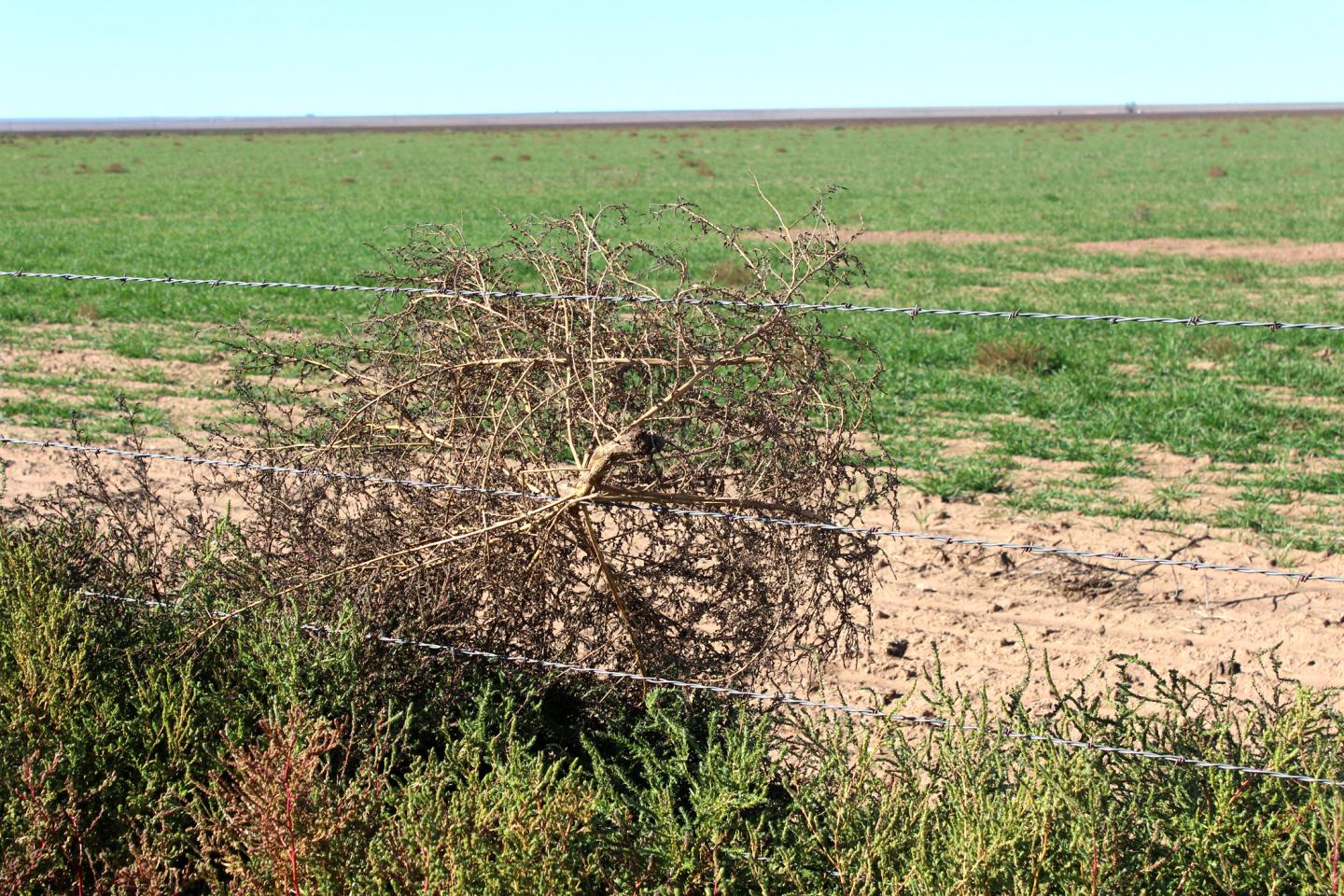 Kochia in West Texas