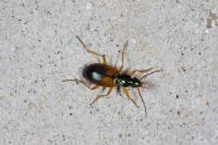 Ground Beetle (2 of 2)