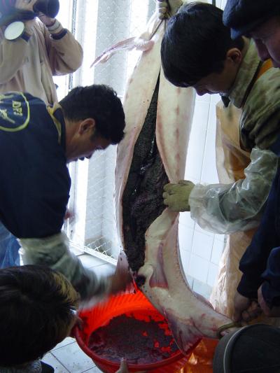 Removing Roe from Beluga Sturgeon