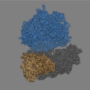 Reconstructed 3D movie of ribosome and transient binding partners moving through the elongation cycle.