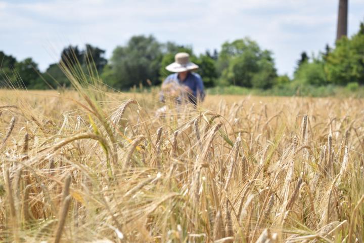 A field of barley near Halle