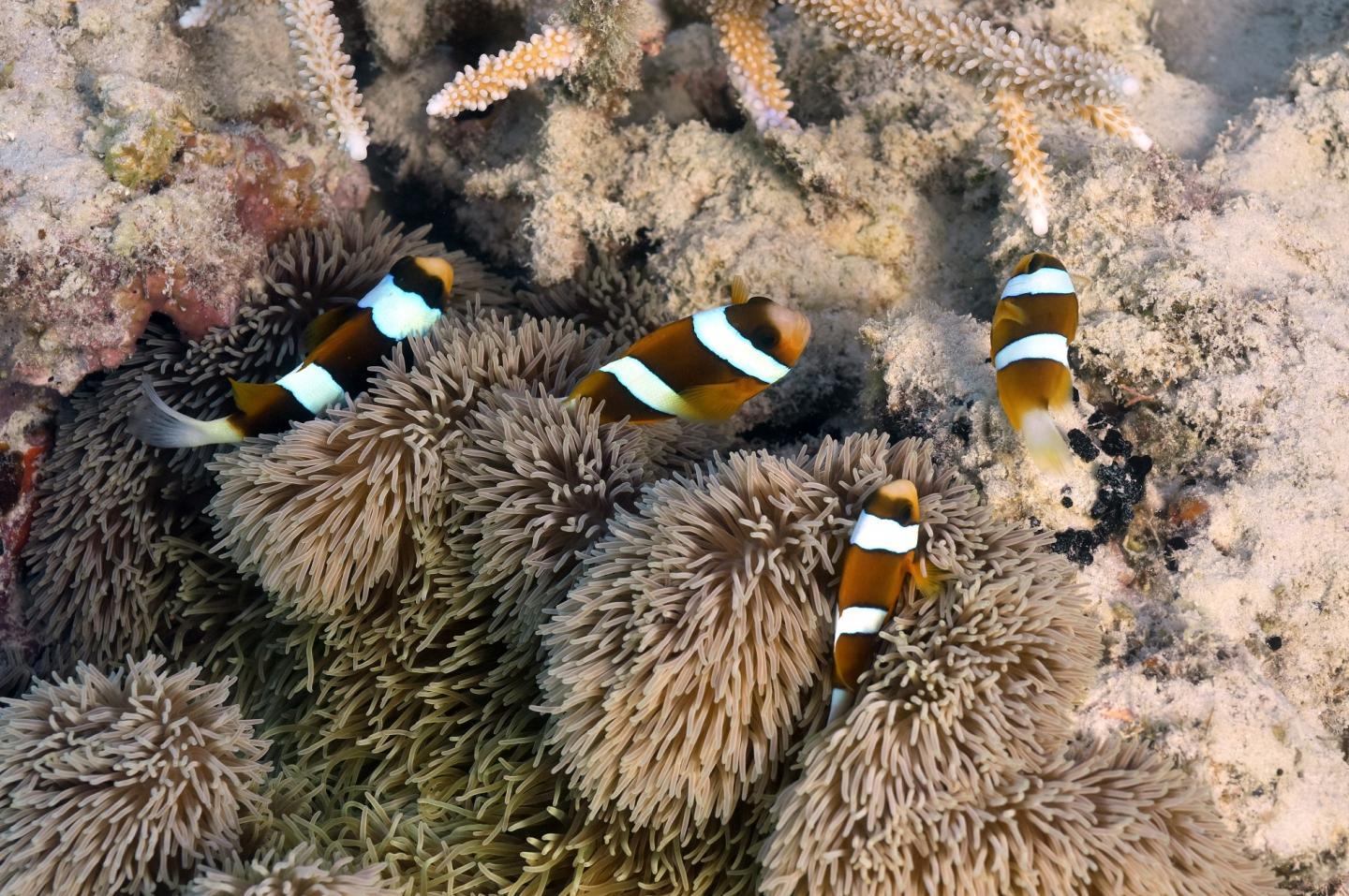 Anemonefish and Anemones