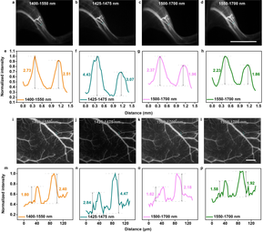 Figure 3 | In vivo fluorescence imaging beyond 1400 nm