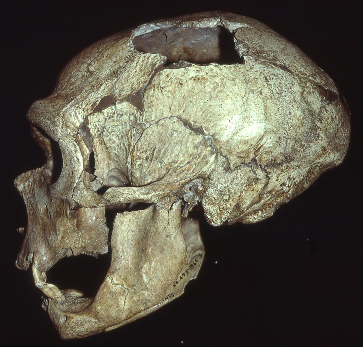 The Original La Chapelle-aux-Saints Skull
