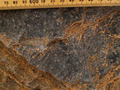 A More Ancient Origin of Anima [IMAGE] | EurekAlert! Science News Releases