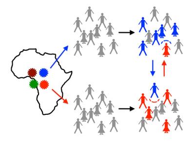 Why Do New Strains of HIV Spread Slowly?